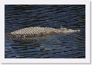 14SerengetiDayGameDrive - 196 * This Croc to be exact. The non-metal variety.